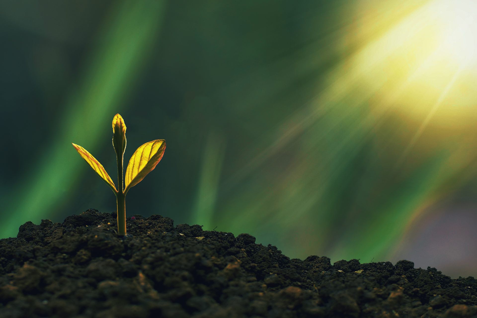 Про компанію Міріан - український експортер зернових та олійних культур