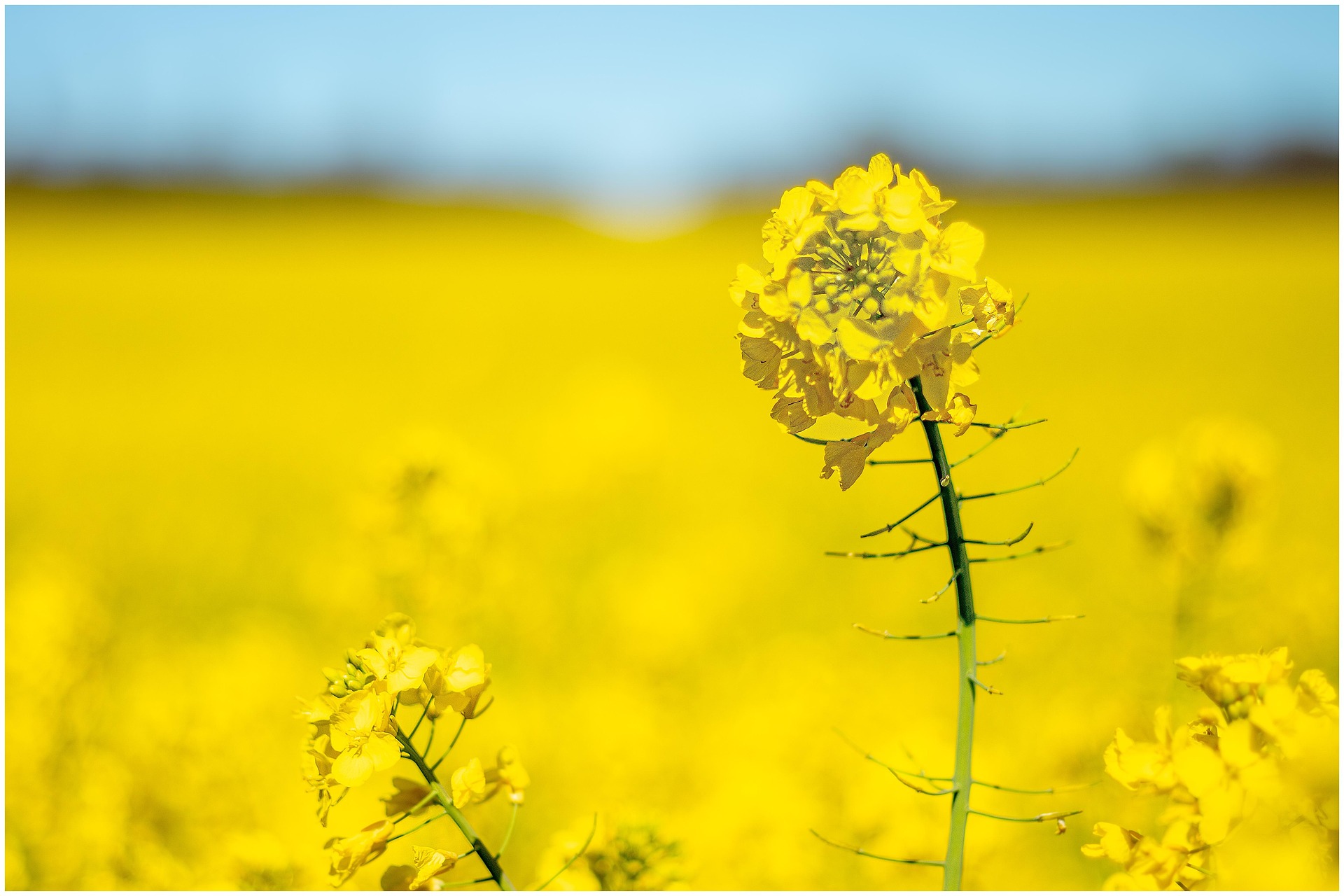 Міжнародна торгівля сільськогосподарською продукцією - Міріан